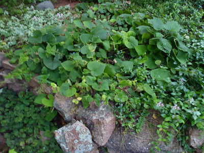 Rock garden detail